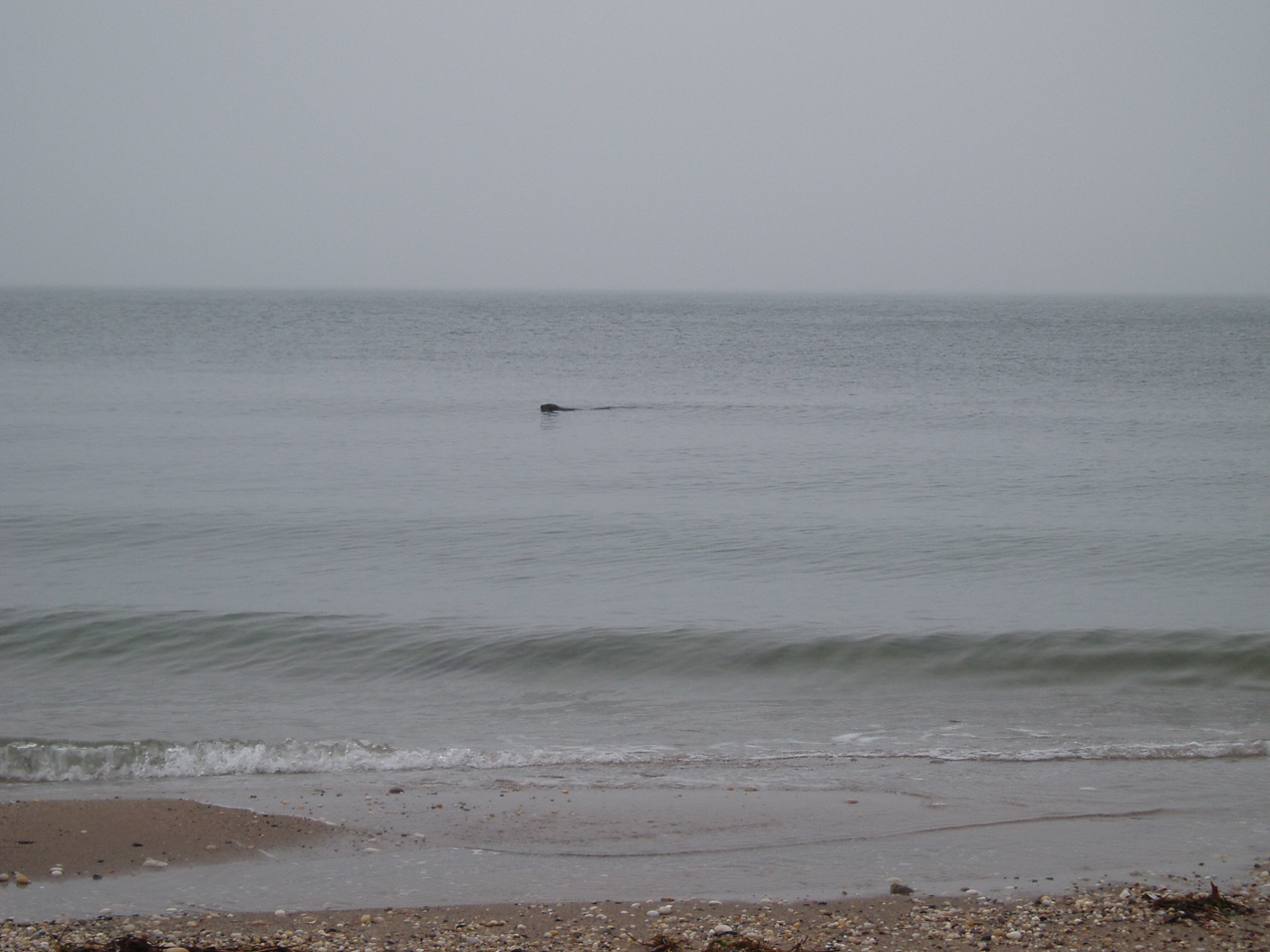   ~~  OLYMPUS DIGITAL CAMERA