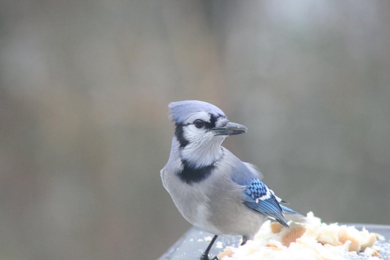 Blue Jay in the yard  ~~  Have about 8 of them who come for the 