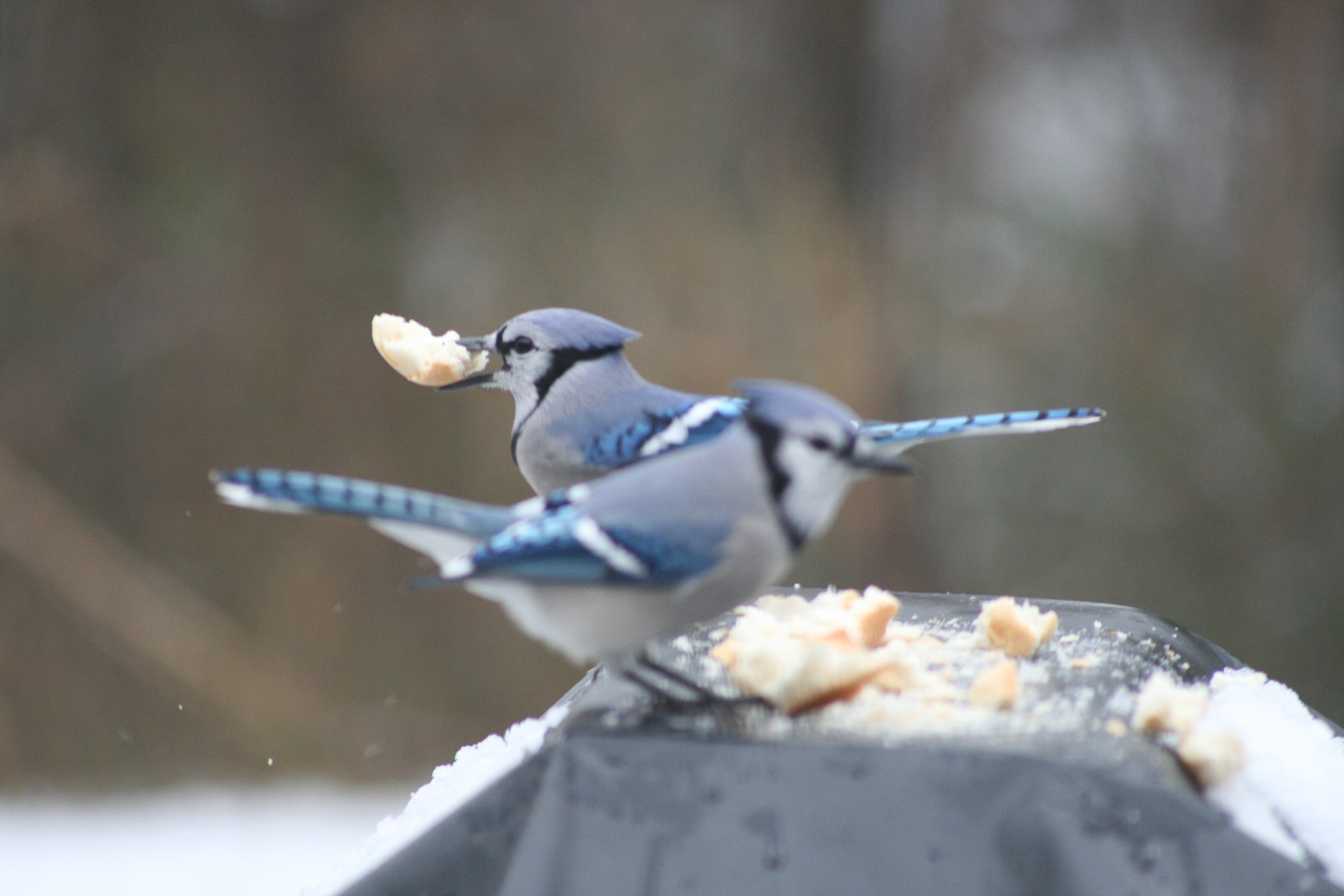 Making off with the goodies  ~~  We call them by clucking.