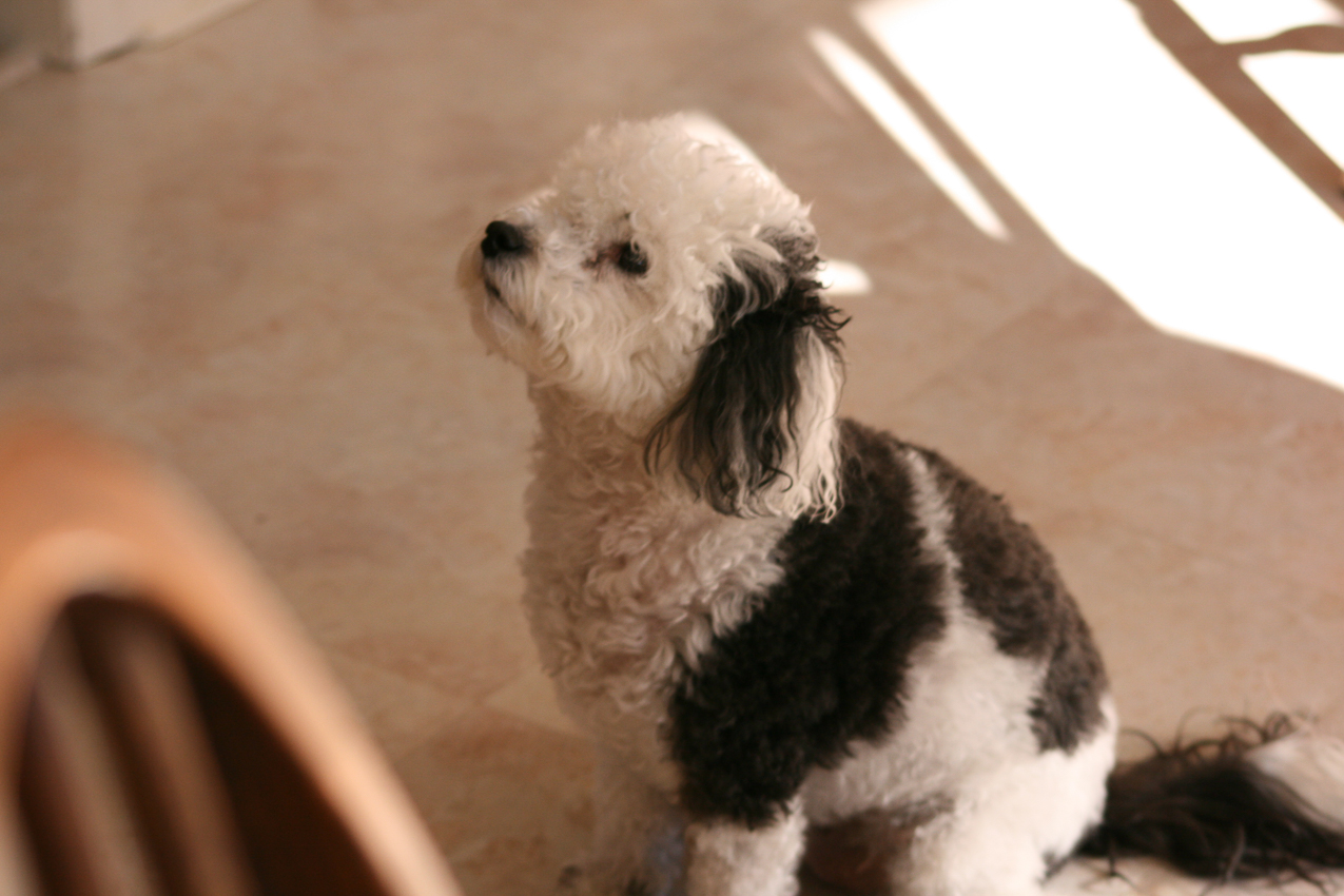 Kiki waiting for some snacks.  ~~  