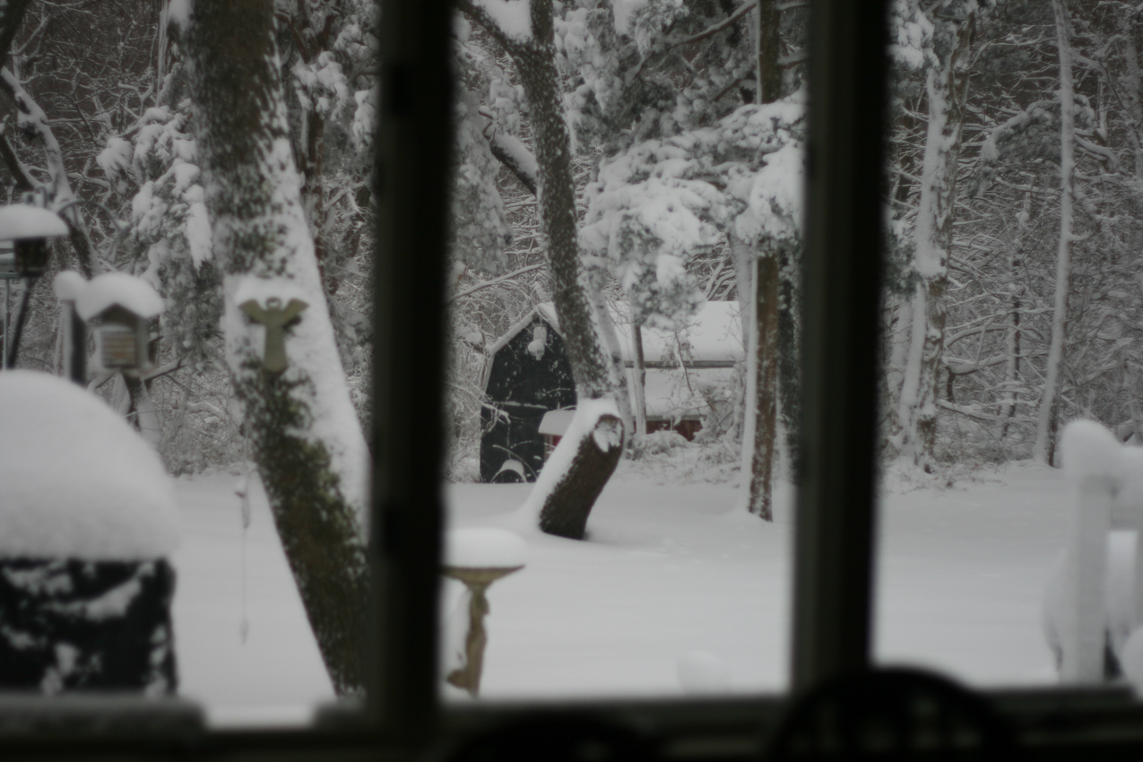 Back yard from the kitchen  ~~  purdee!