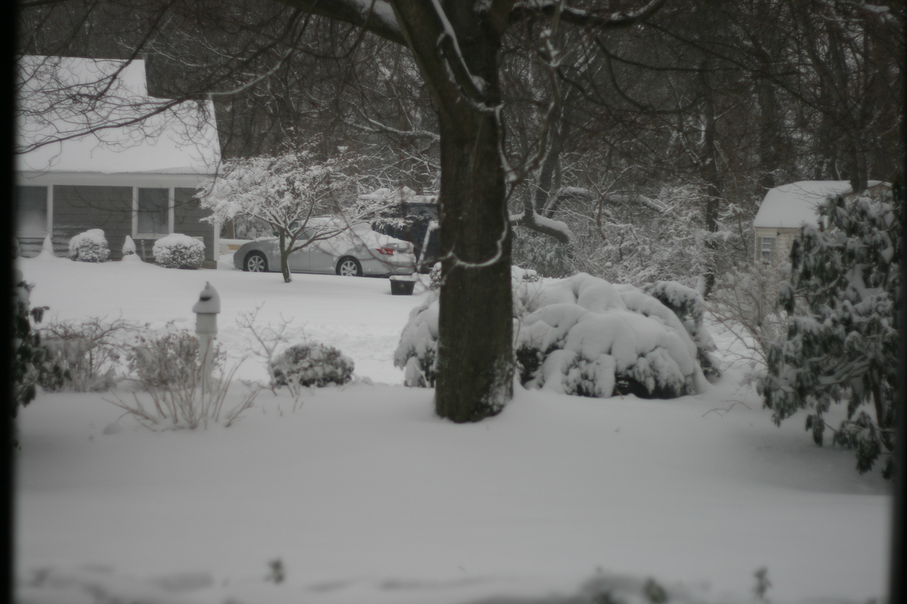 Front yard from the dining room  ~~  