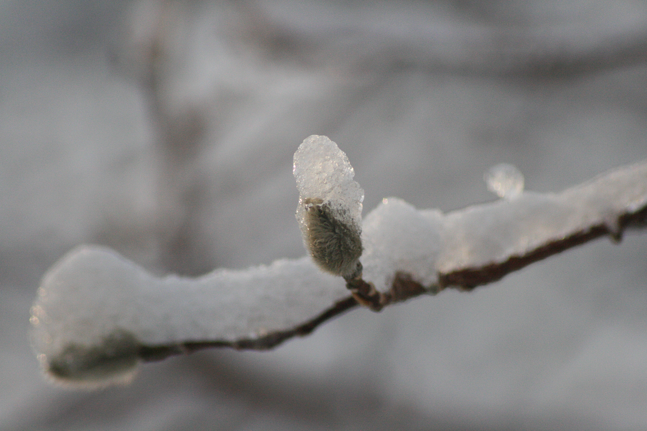 This Buds for you  ~~  whoever you are reading this?