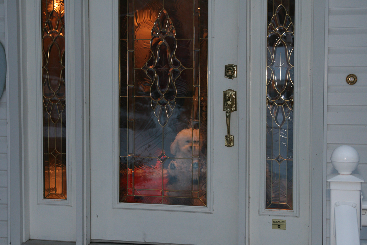 Kiki on guard  ~~  I'm scared!