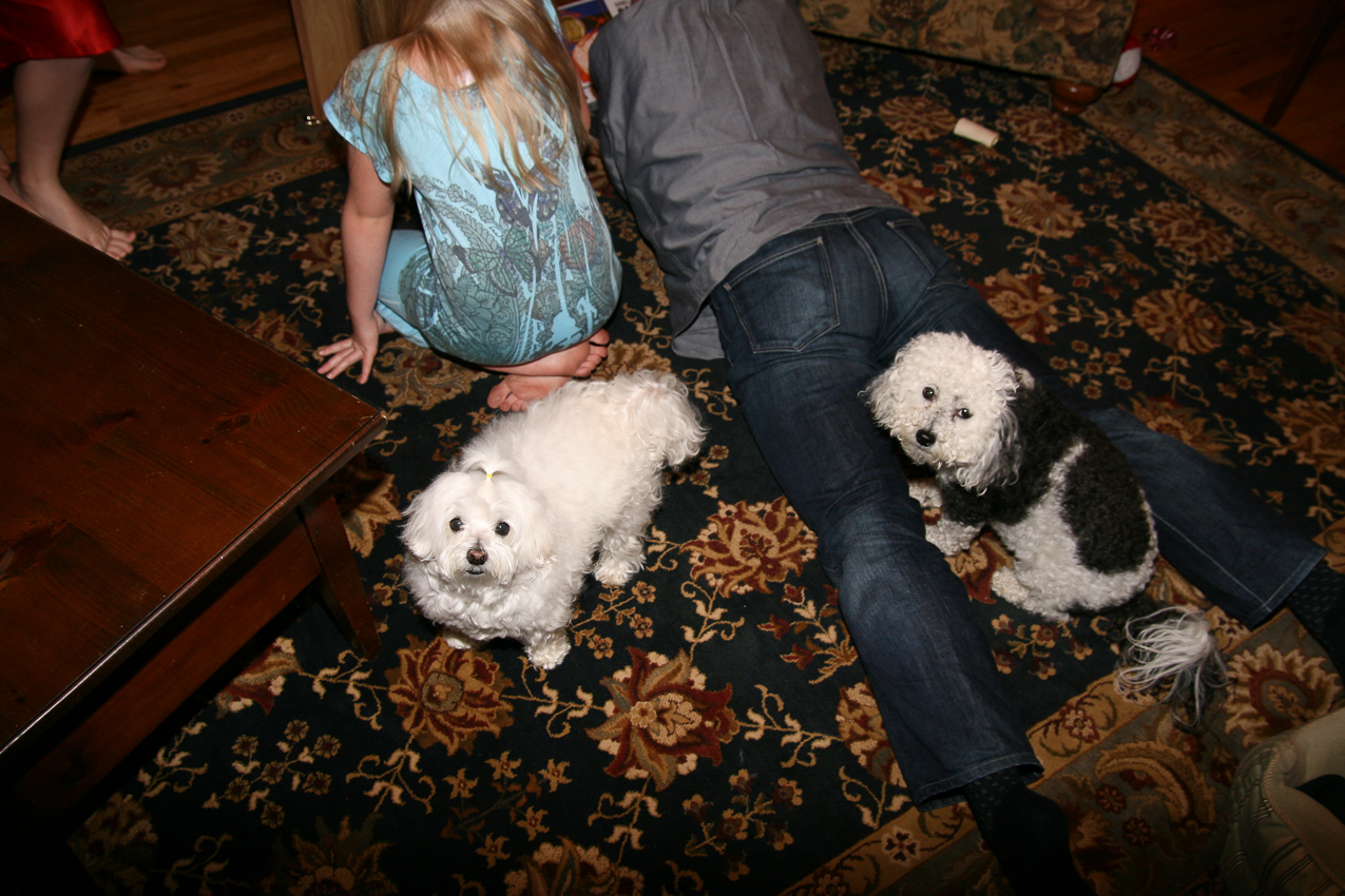 There are pampered pooches......  ~~  and then THESE two pups who must have been royalty in another life?