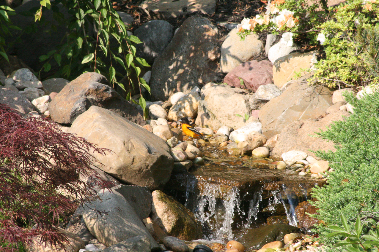 Orangy Bird, really cool looking.  ~~  Oriole?