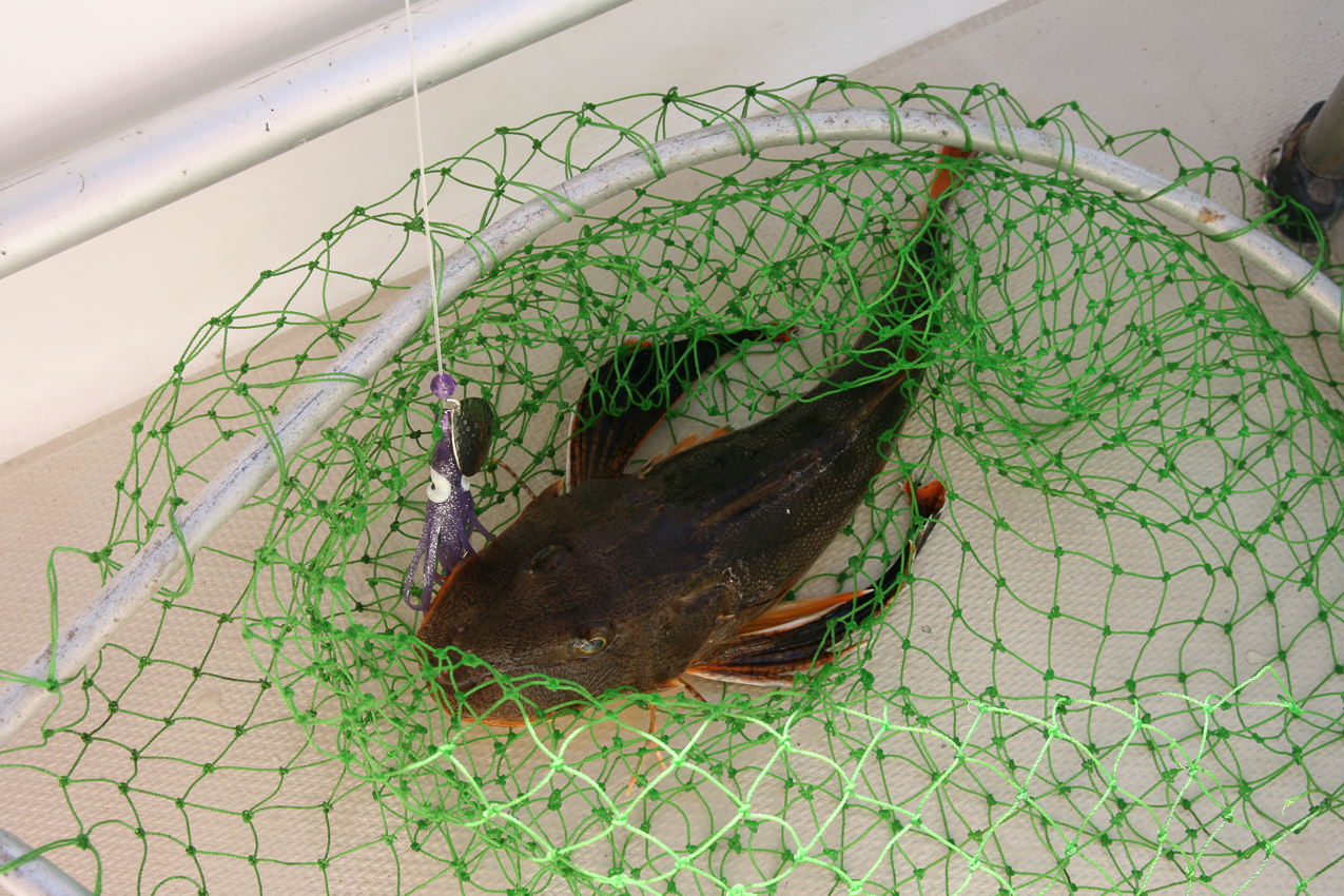 Quinn snags his favorite fish  ~~  a sea robin!!!!!!