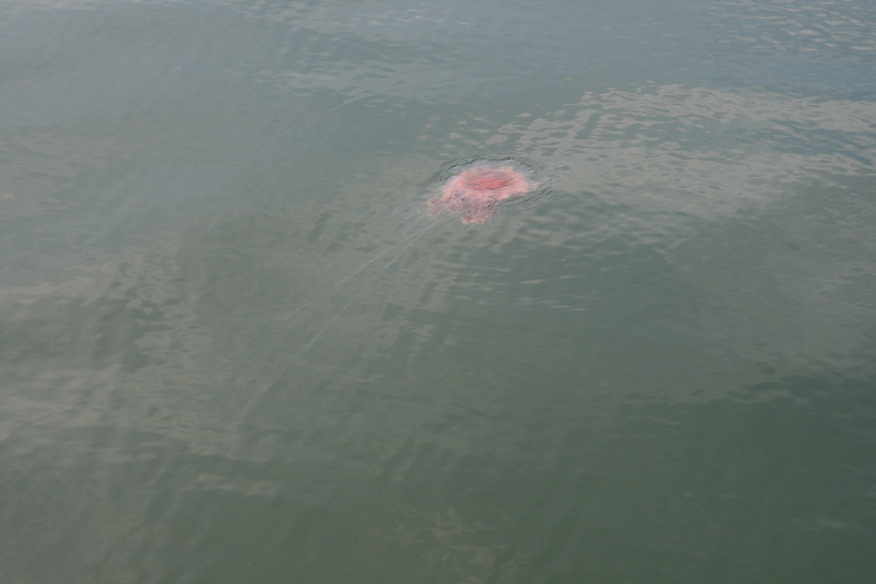 JELLY FISH!!!!!!!!!!!!!!!!!!!!!!!!!!!!!!!  ~~  The currents and warmth have sent these suckers into our waters with a vengence this year.  Those tentacles are almost 8 feet long!!!!!!!! You will be stung before you see the body.