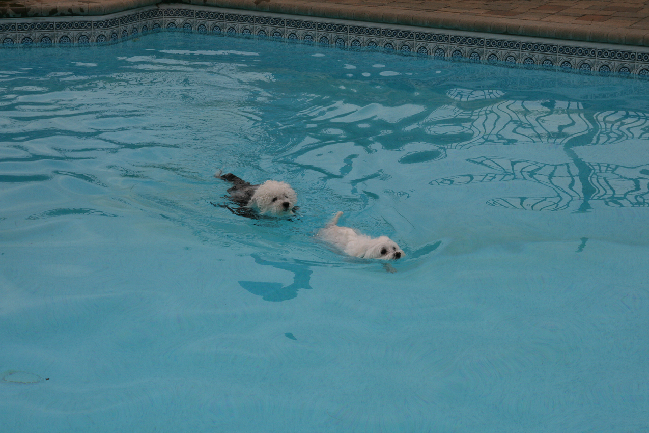 And they're off!  ~~  While Daisy is in the lead, Kiki remains pool champion since last year and squeezed out a victory with am impressive pre stairway pass to Daisy's port side in the end.