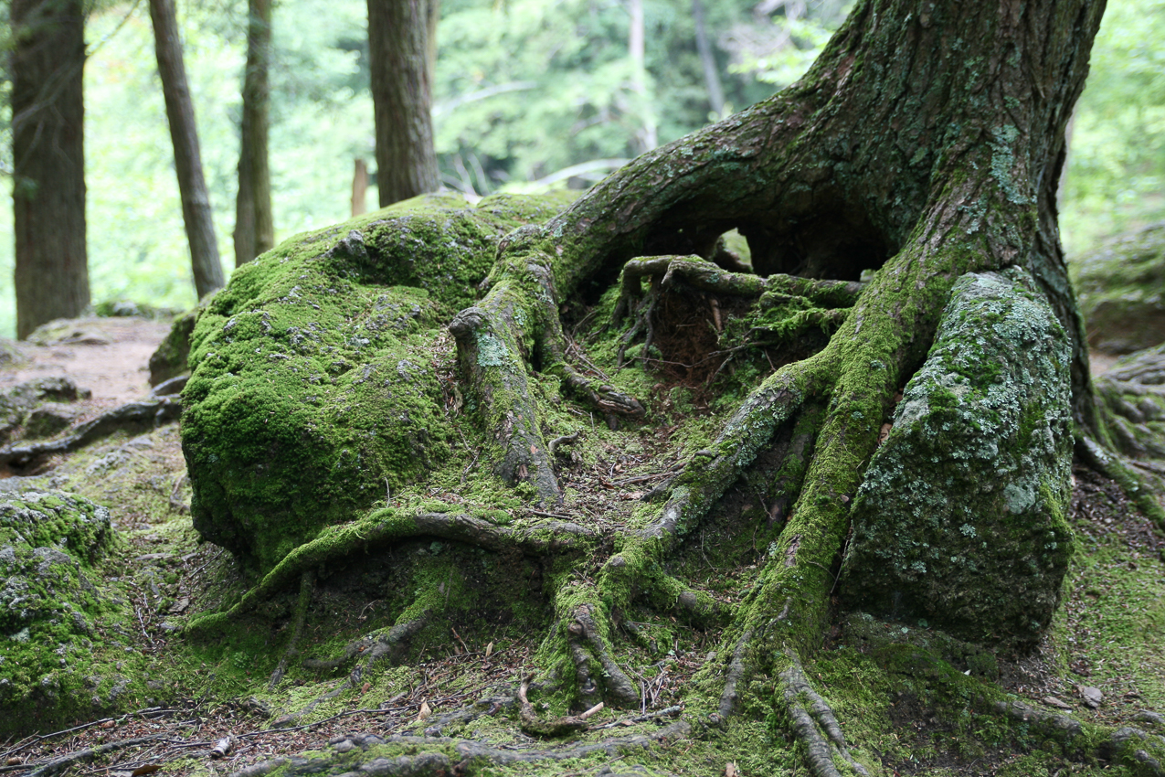 tree and moss  ~~  