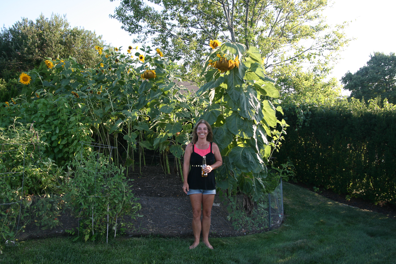 now that is a big sunflower!!  ~~  