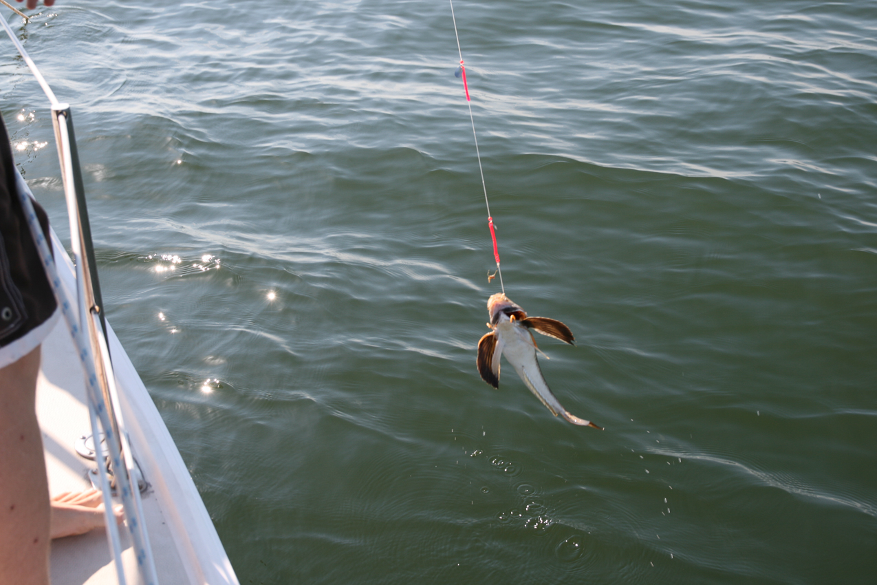 Yep another sea robin.    ~~  at least they did not suck the hook down into themselves and are easy to release.