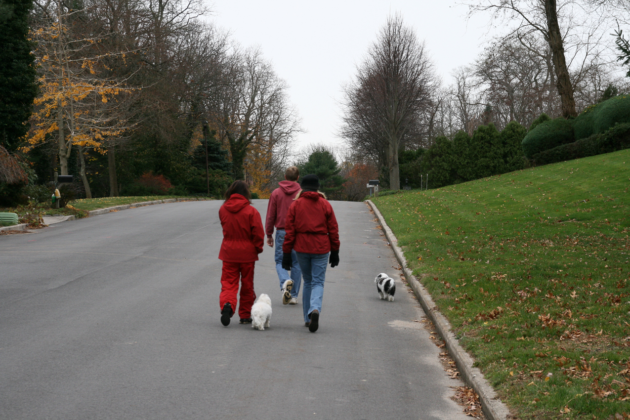 The head of the pack  ~~  Susan, Diasy, Dan, Gret and Kiki