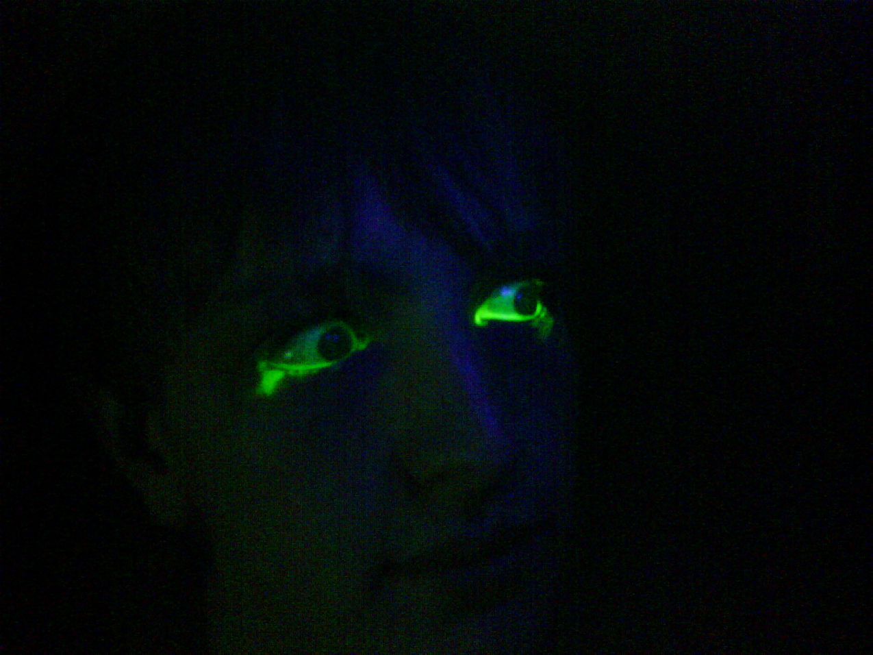 Dan getting checked for eye issues  ~~  cool stuff