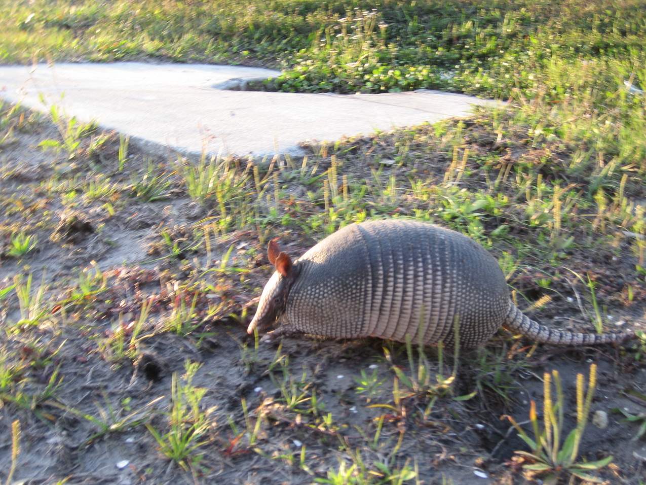 Armadillo in FLA  ~~  