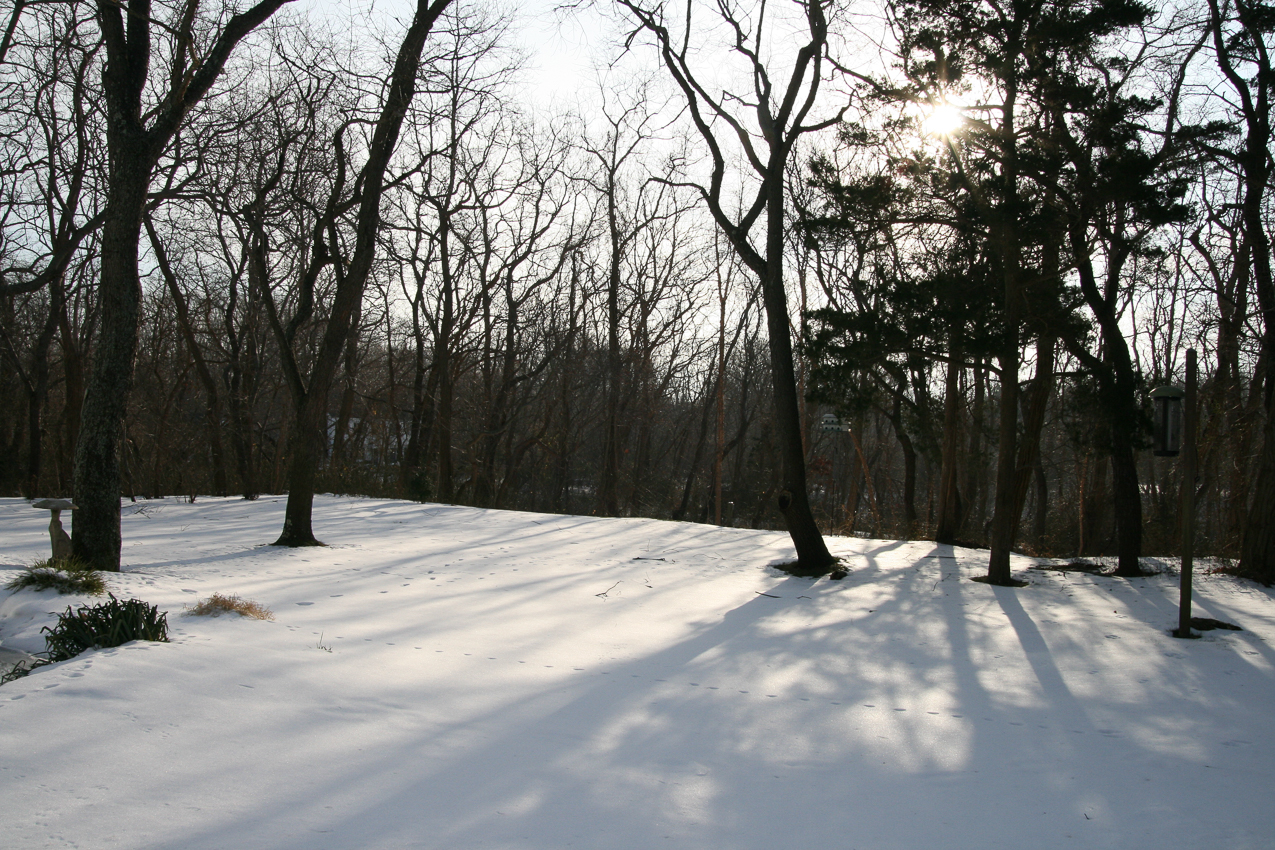 The snow covered yard  ~~  