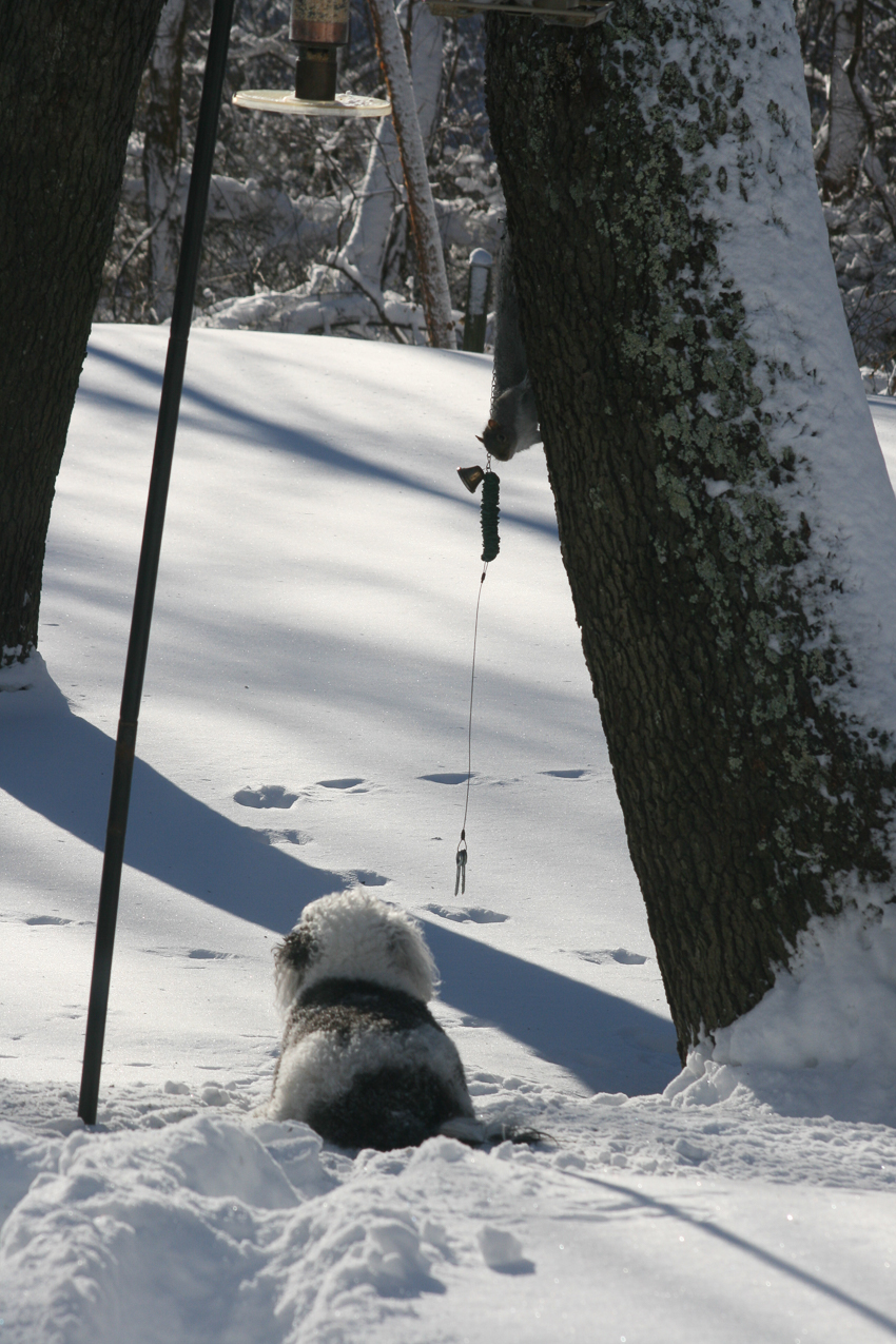 Squirrel and Dog  ~~  Three of them taunt our Kiki.  They cluck and come down just far enough..........but not too far.
