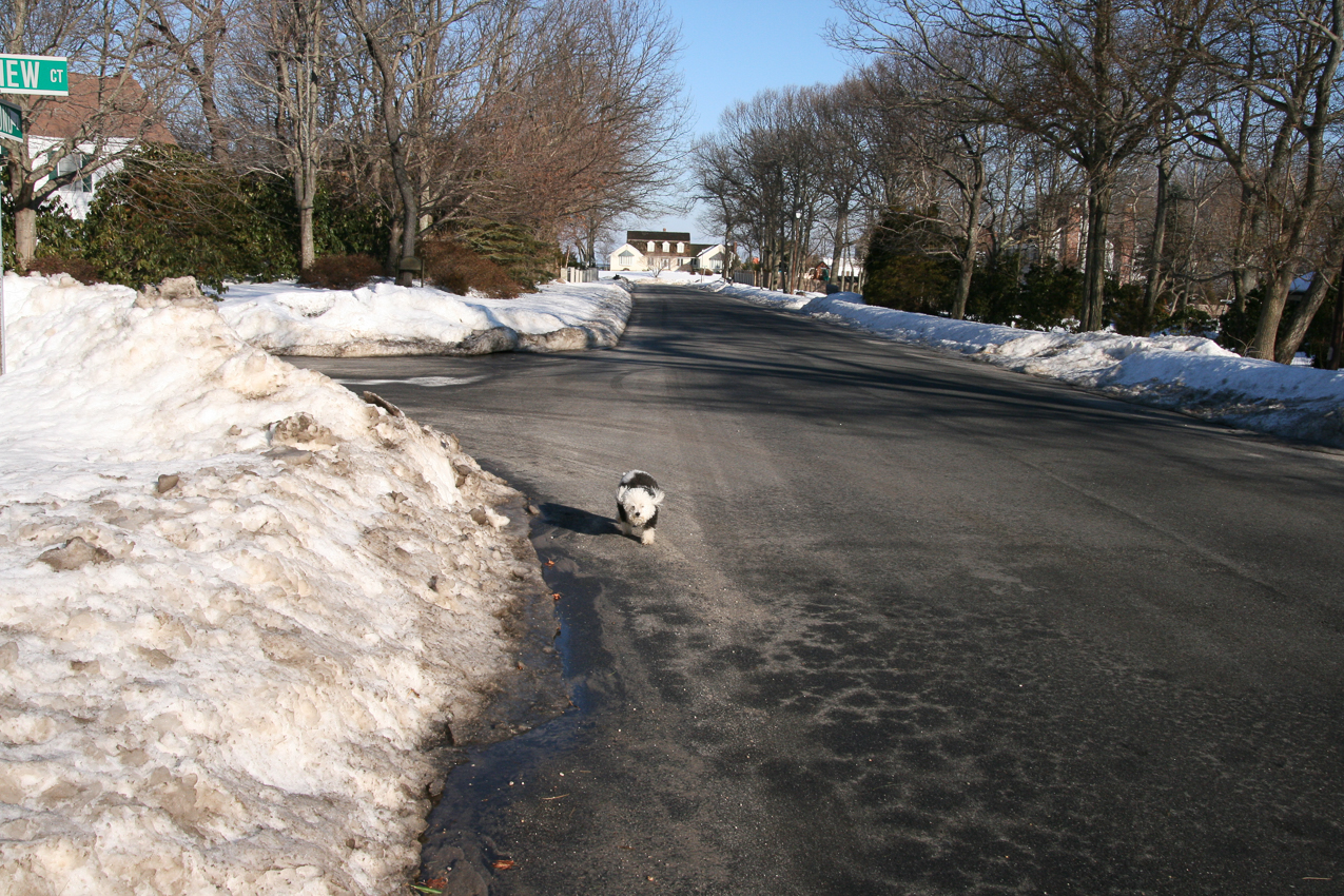 North towards CT down our development.  ~~  Over thea last house is the LI Sund and CT is 12 miles further North.
