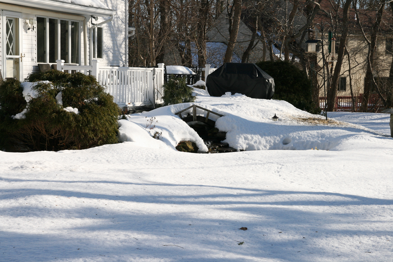 KOI Pond  ~~  they are down there somewhere all 21 of them.