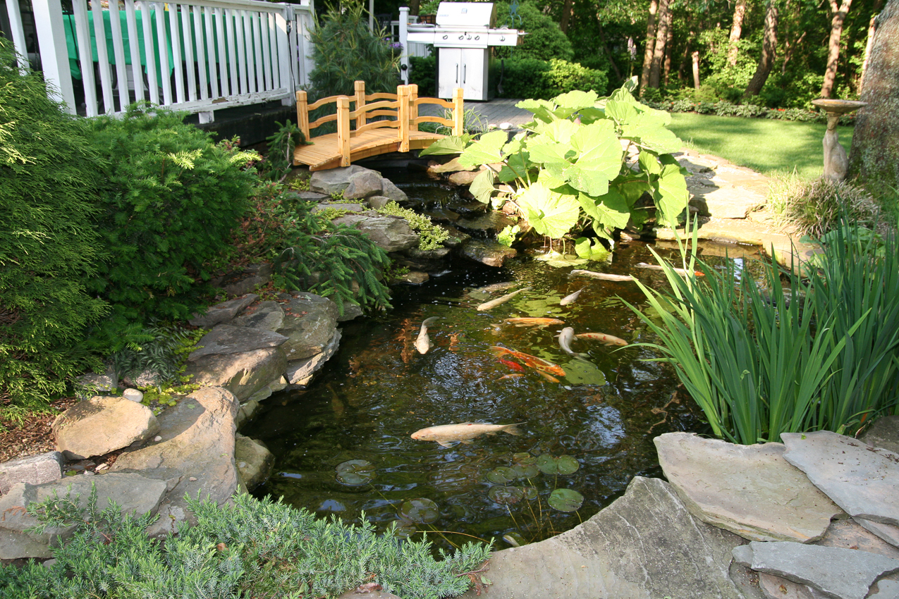 KOI Pond with the new bridge  ~~  