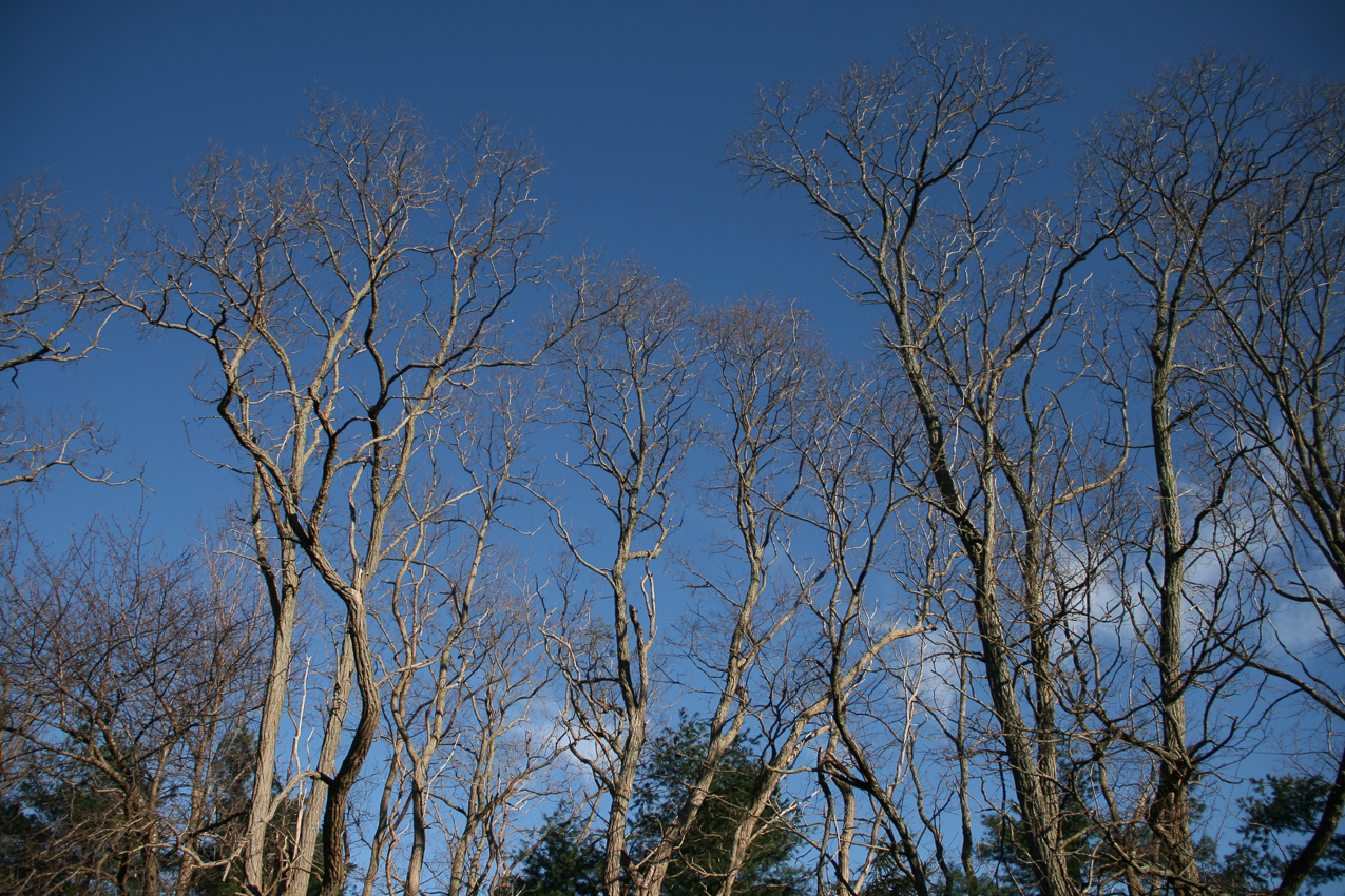 Fall on Long Island 2011  ~~  