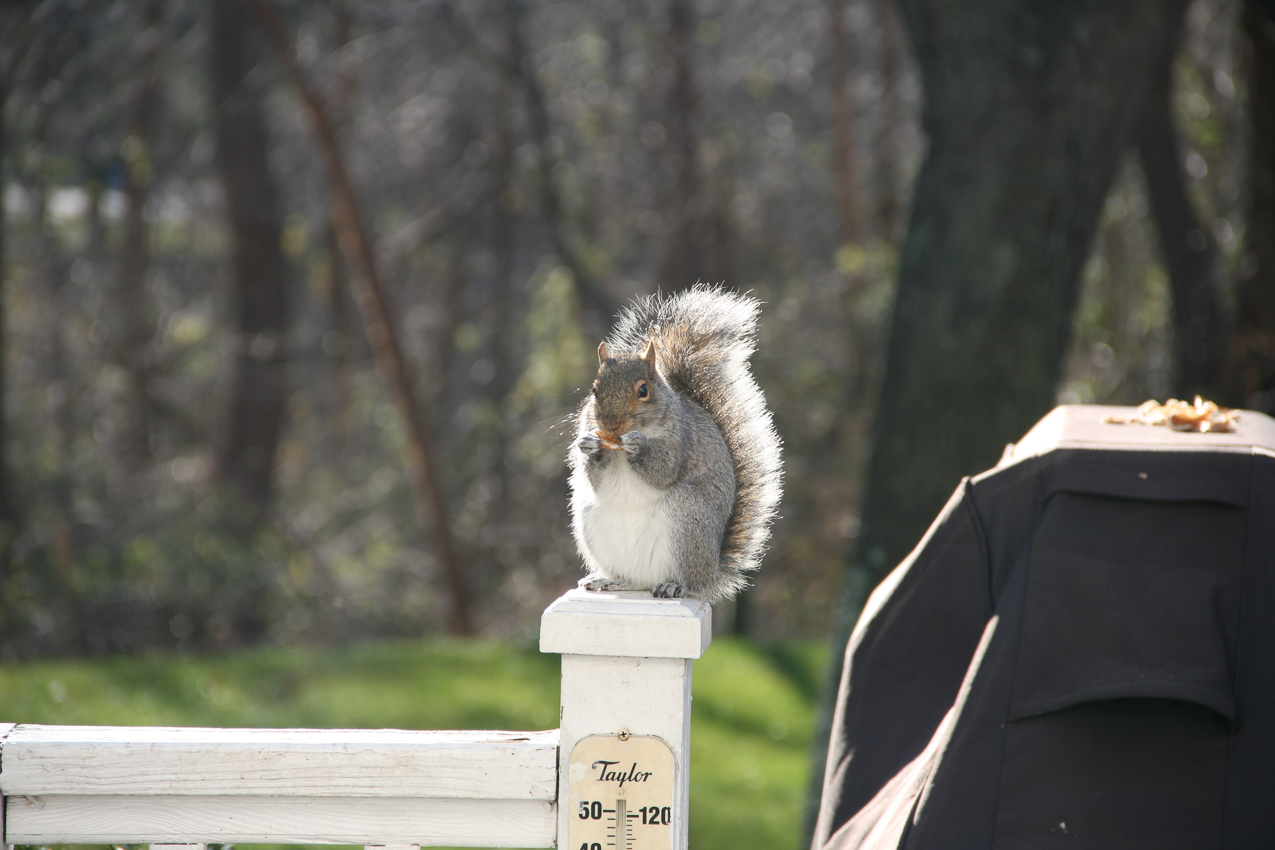 The General  ~~  He runs a tight ship out there and is VERY territorial.