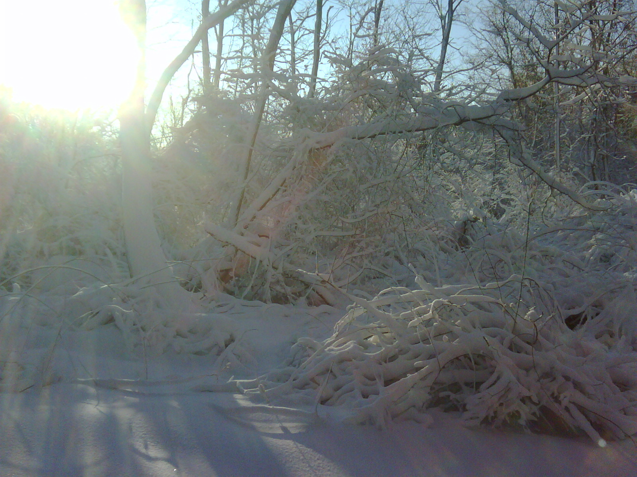 snowstorm jan 27 2011  ~~  aout 12 nches of new snow on top of 5 inches yesterday