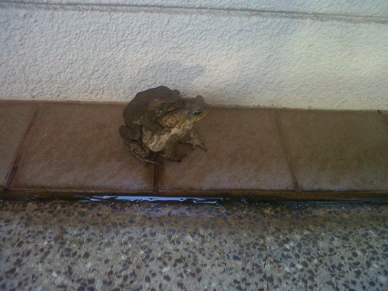 Two freeloader hitchhikers at our hotel.  ~~  