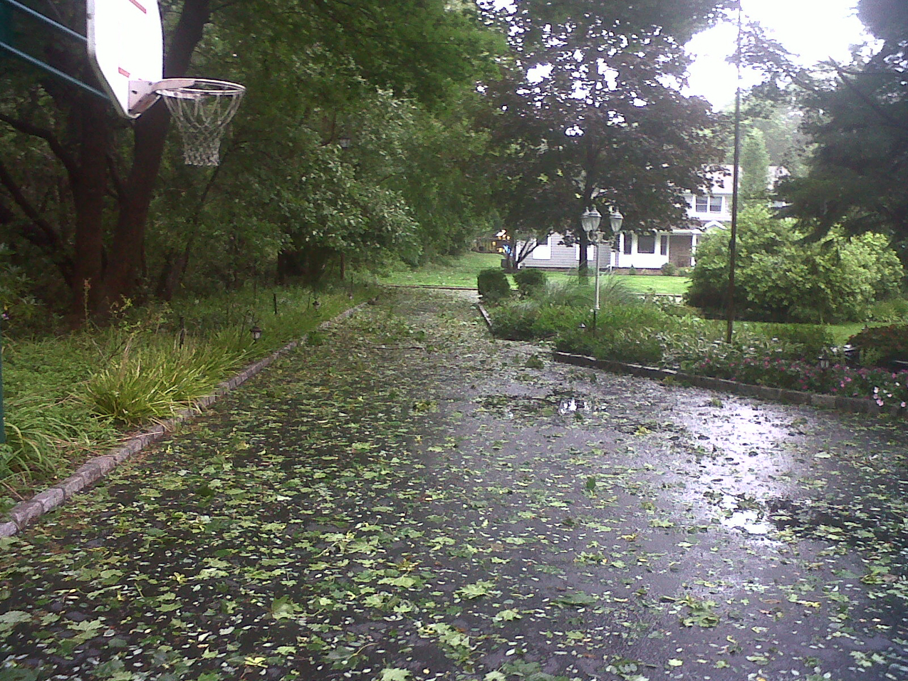 LOTS of small branches and leaves  ~~  