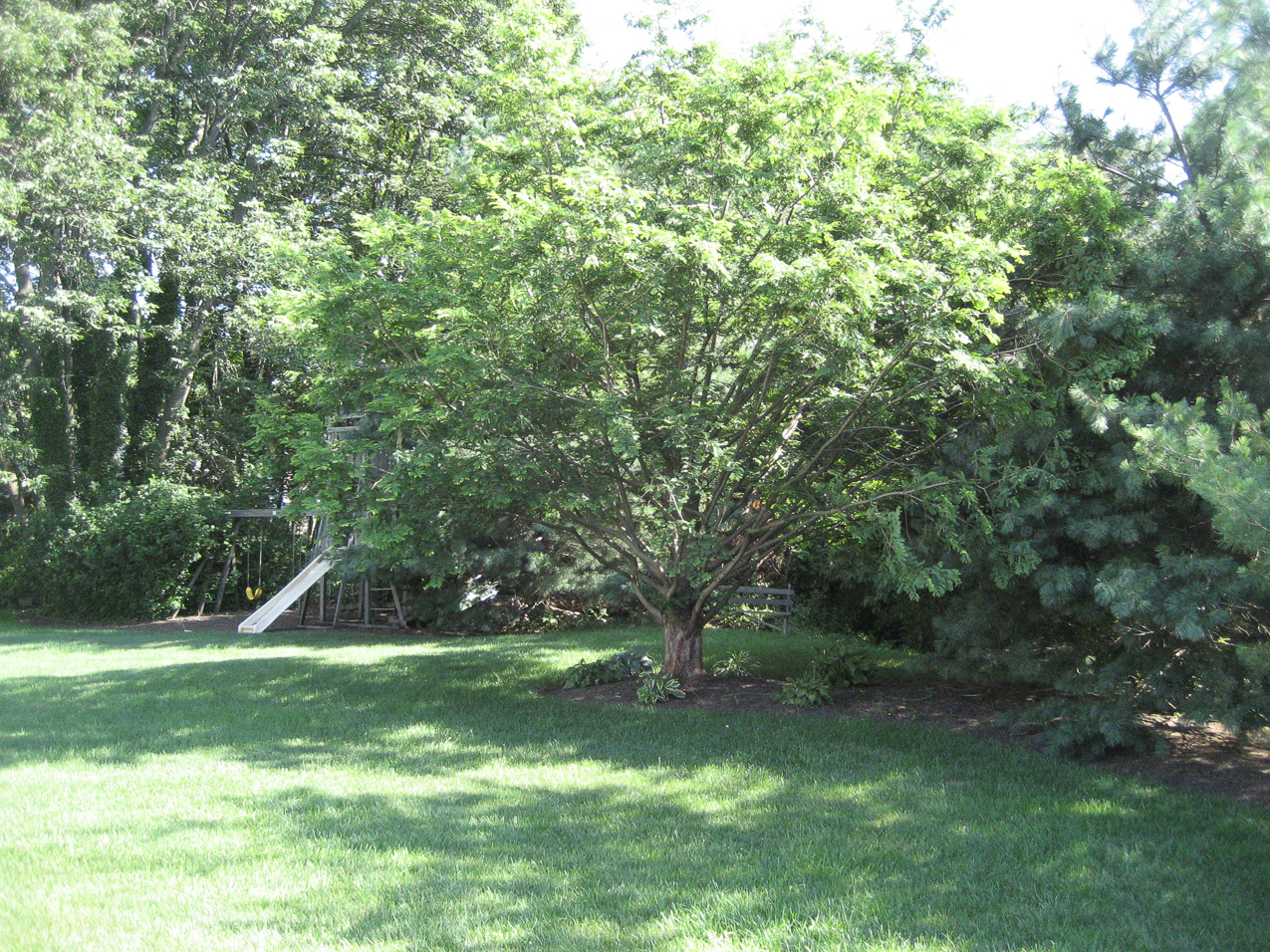 My mom had me plant this in 1992 at our old house in Jamision: Dawn Redwood  ~~  its from a fossil found in China.