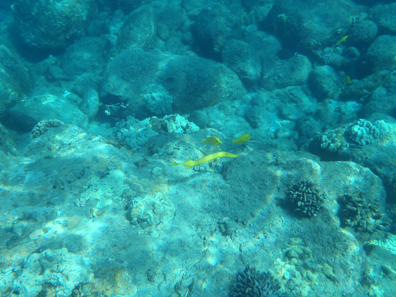 weird yellow fish  ~~  