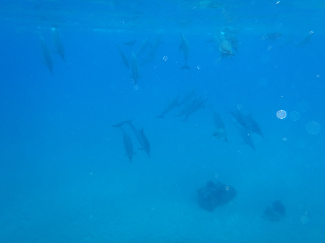 Dolphins in Manele Bay   ~~  