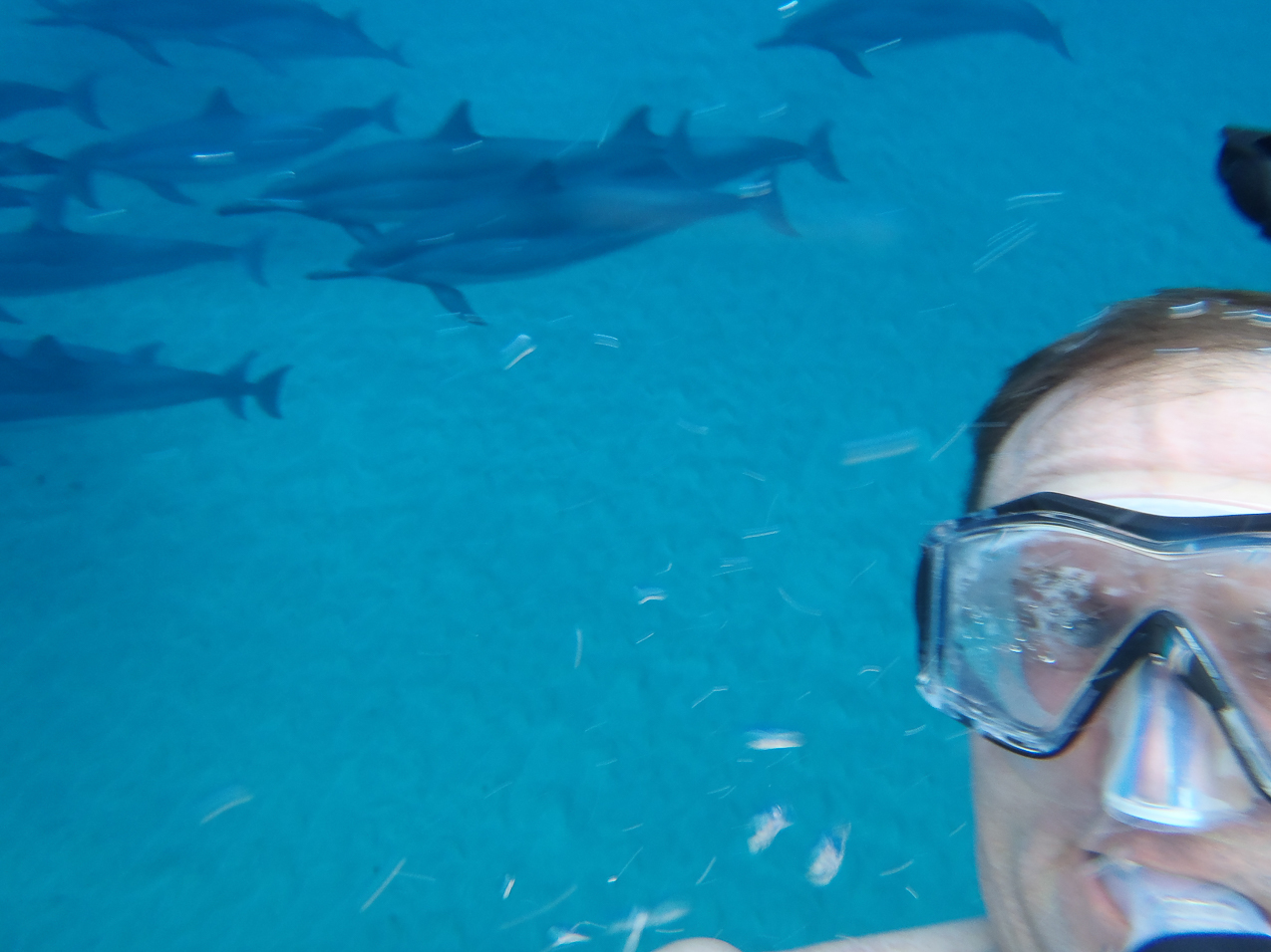 dolphins in Manele Bay   ~~  proof i was swimming with them!