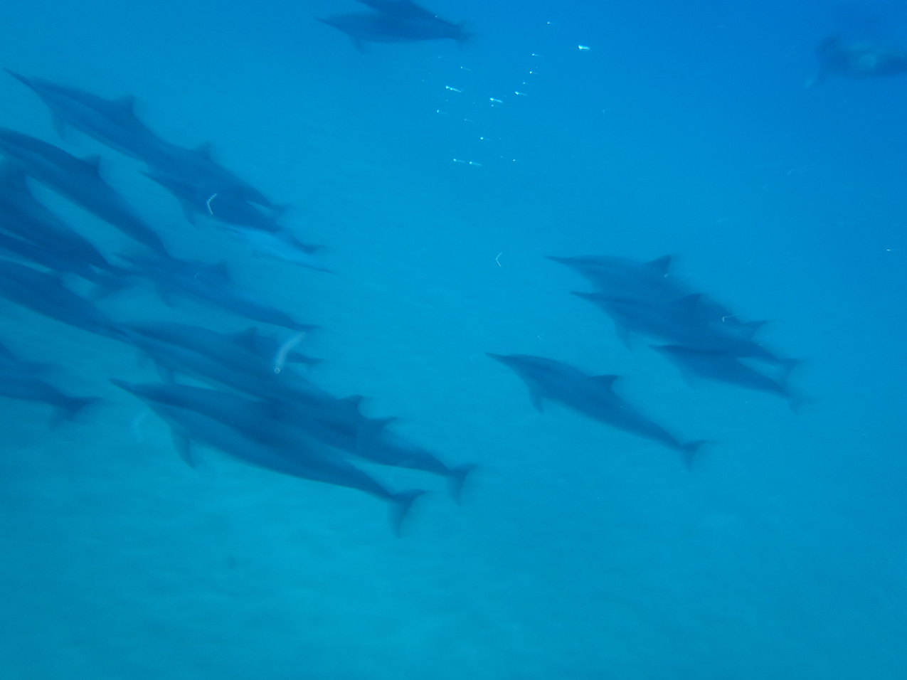 dolphins in Manele Bay   ~~  