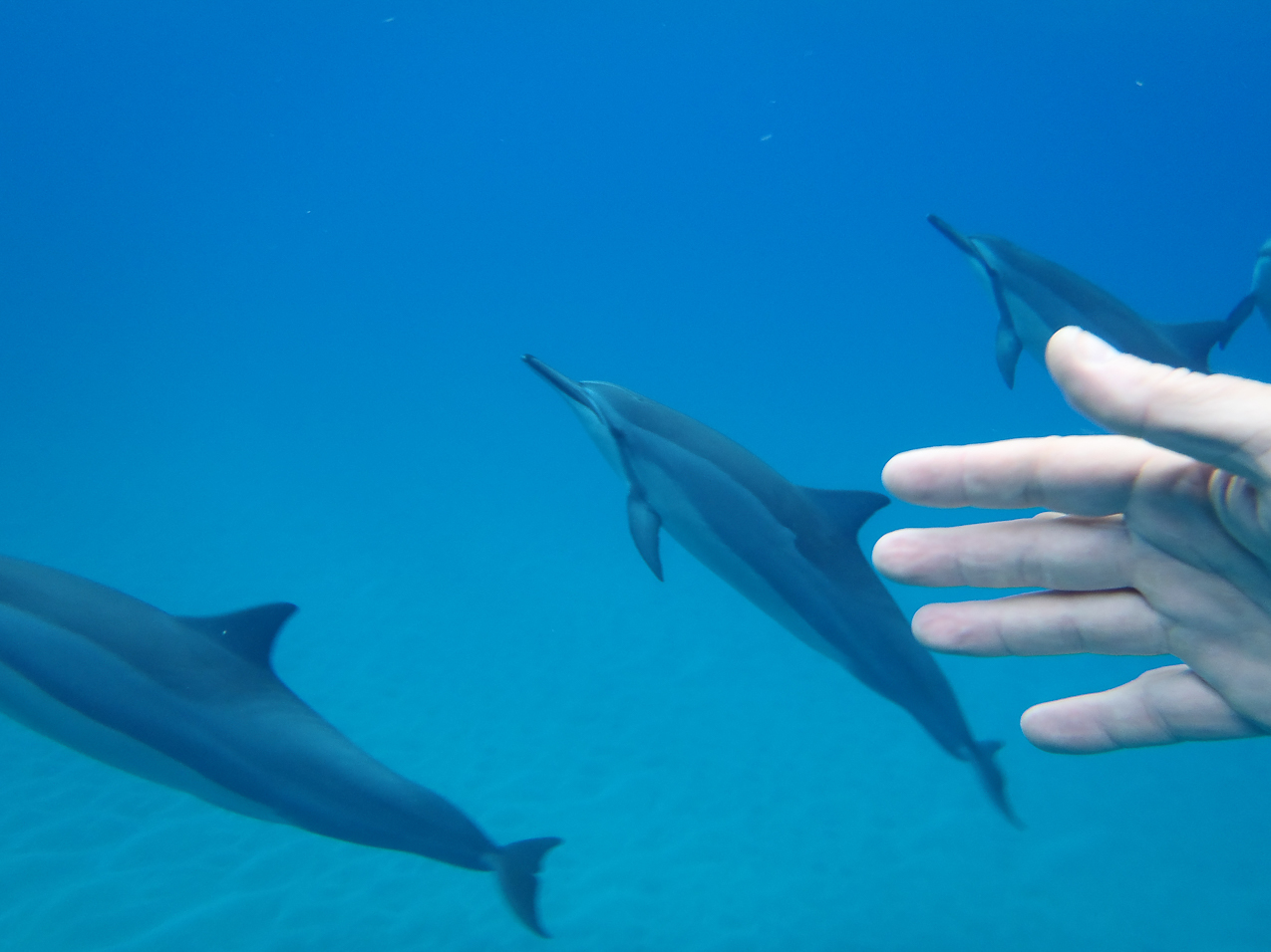 dolphins in Manele Bay   ~~  its real!