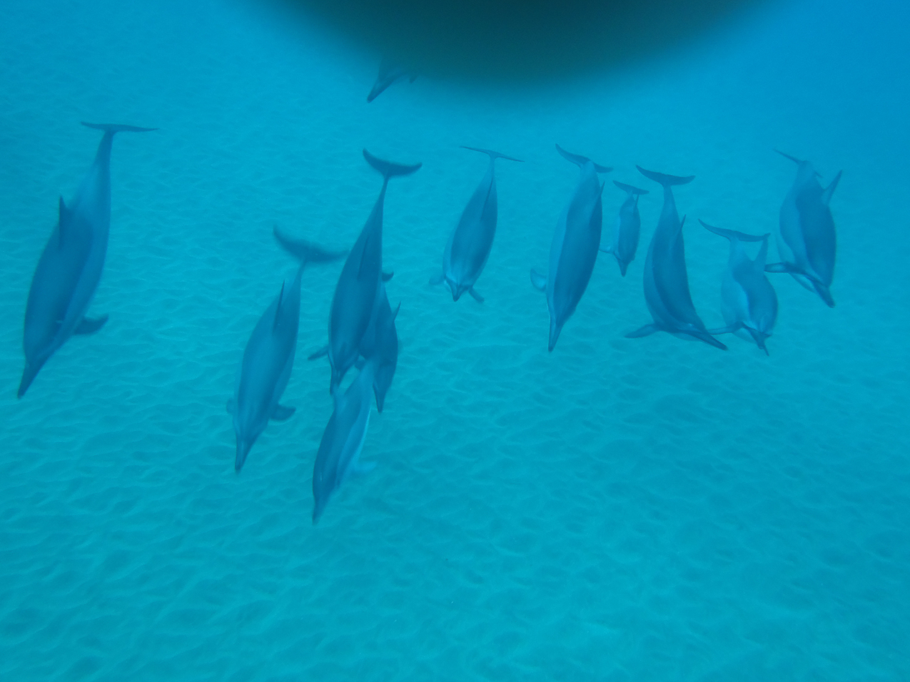 dolphins in Manele Bay   ~~  