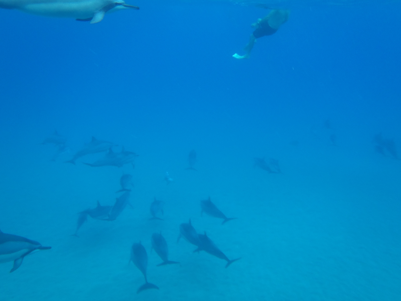 dolphins in Manele Bay   ~~  Balazs Horvath is that YOU the AM from Hungary?
