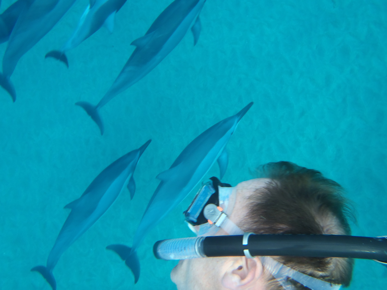 Dolphins in Manele Bay   ~~  