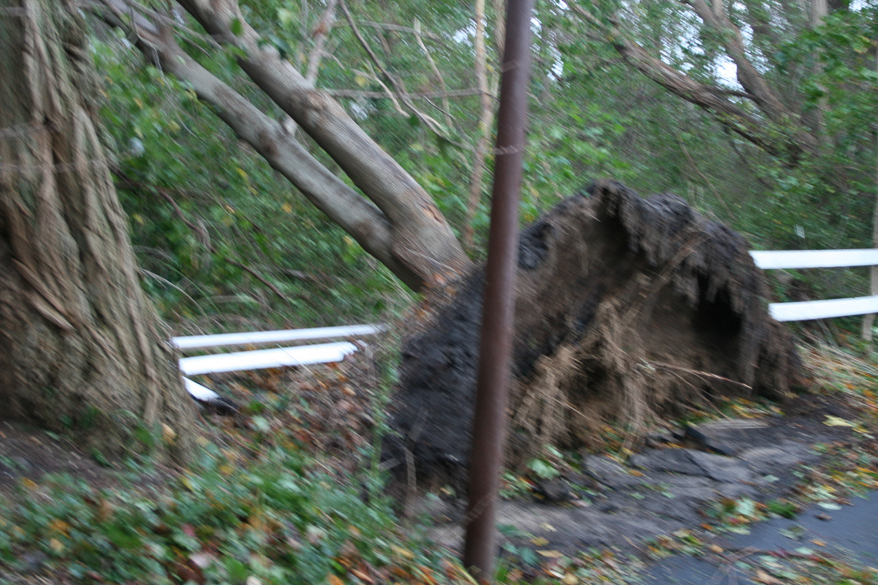 Hurricane Sandy come to town Nov 2012  ~~  Tree #5: end of driveway and it ALSO fell into the town's park whihc is west of our property.  the wind was 75mph from the East.