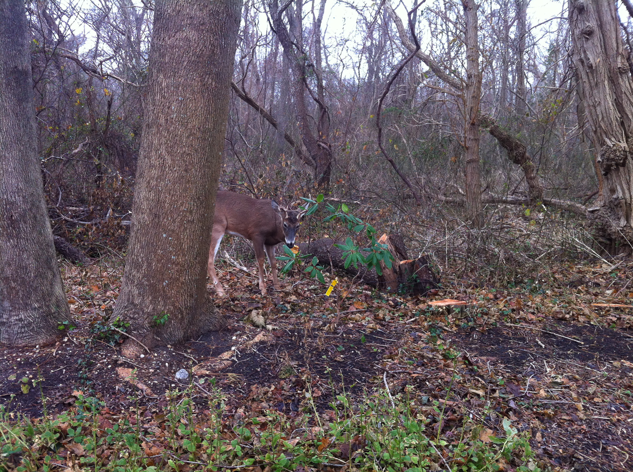 Every wonder where Santa's raindeer hang out until christmas?  ~~  I feed them a diet of ornamental hostas, bushes azaleas, rhodadenron and pretty much everything expensive!