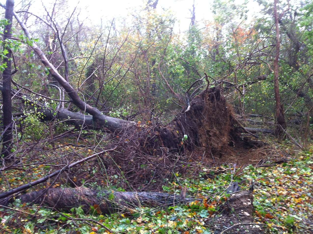 Hurricane Sandy come to town Nov 2012  ~~  Tree#1: on the property blew over into the town woods.