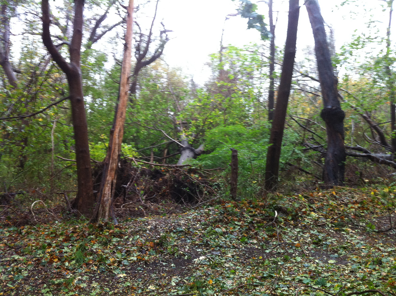 Hurricane Sandy come to town Nov 2012  ~~  Tree #3: down by the side driveway by the barn, also fell into the town's park nex to our property.