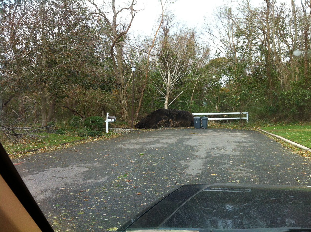 Hurricane Sandy come to town Nov 2012  ~~  The tree down by my driveway on the left.