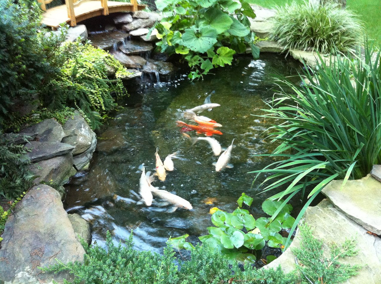 #1 Pond in the neighborhood....  ~~  you know it is!!!!!