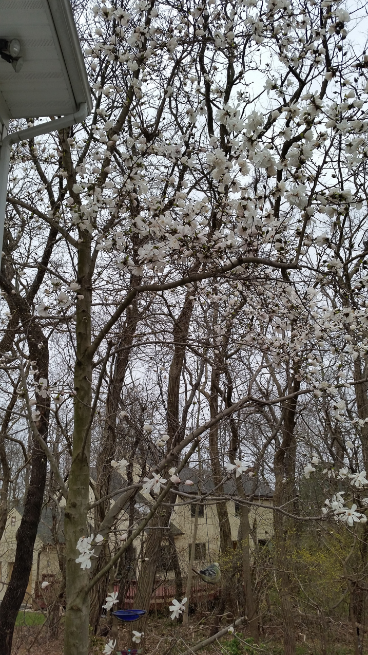 Magnolia always reminds me of my MOM.  ~~  