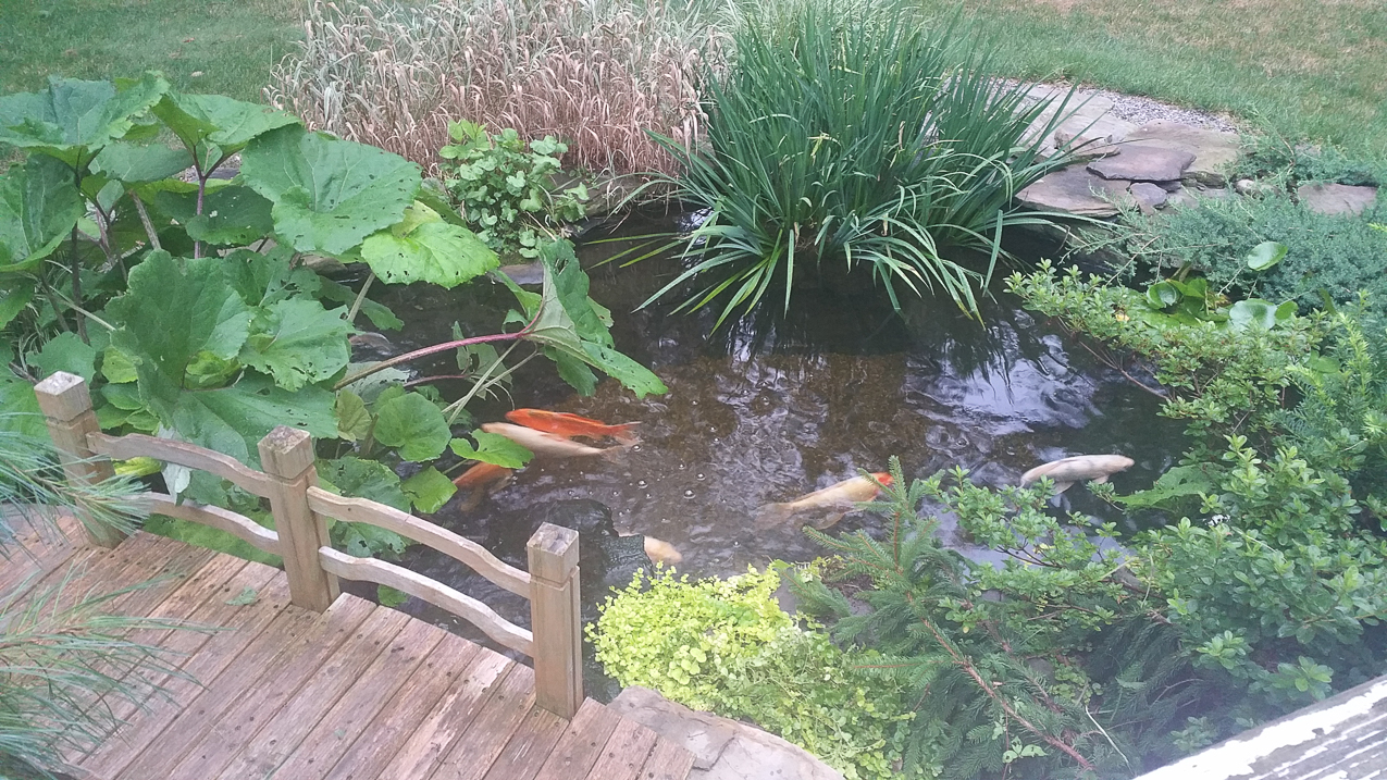The little piggies  ~~  the free fish are living large