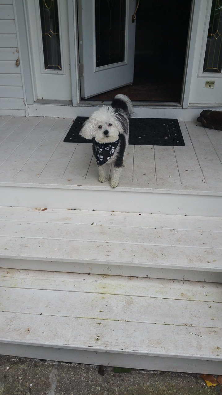Da Keeks keeping guard  ~~  the mama is away she is not happy
