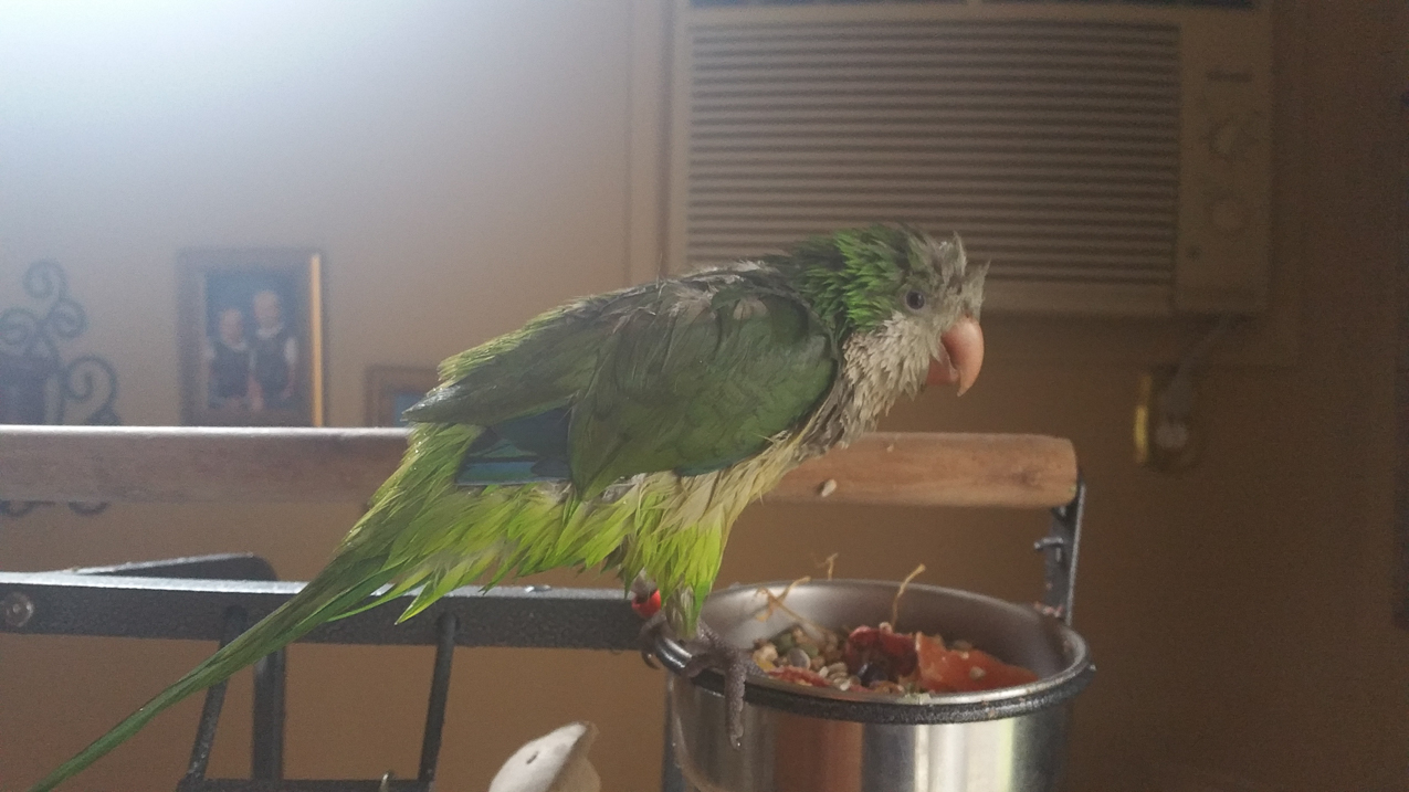 The Captain takes another tubbie.  ~~  Bird is really annoying, but sometimes its cool.