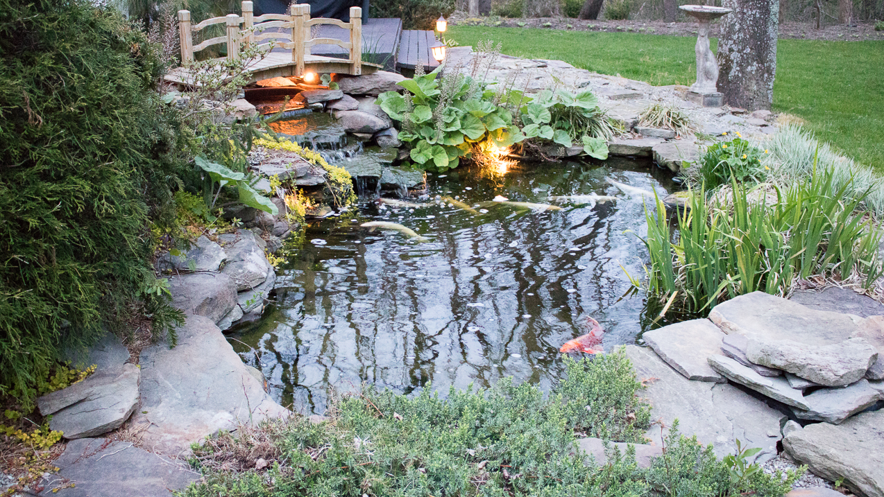 The fish  ~~  the pond is growing in nicely.