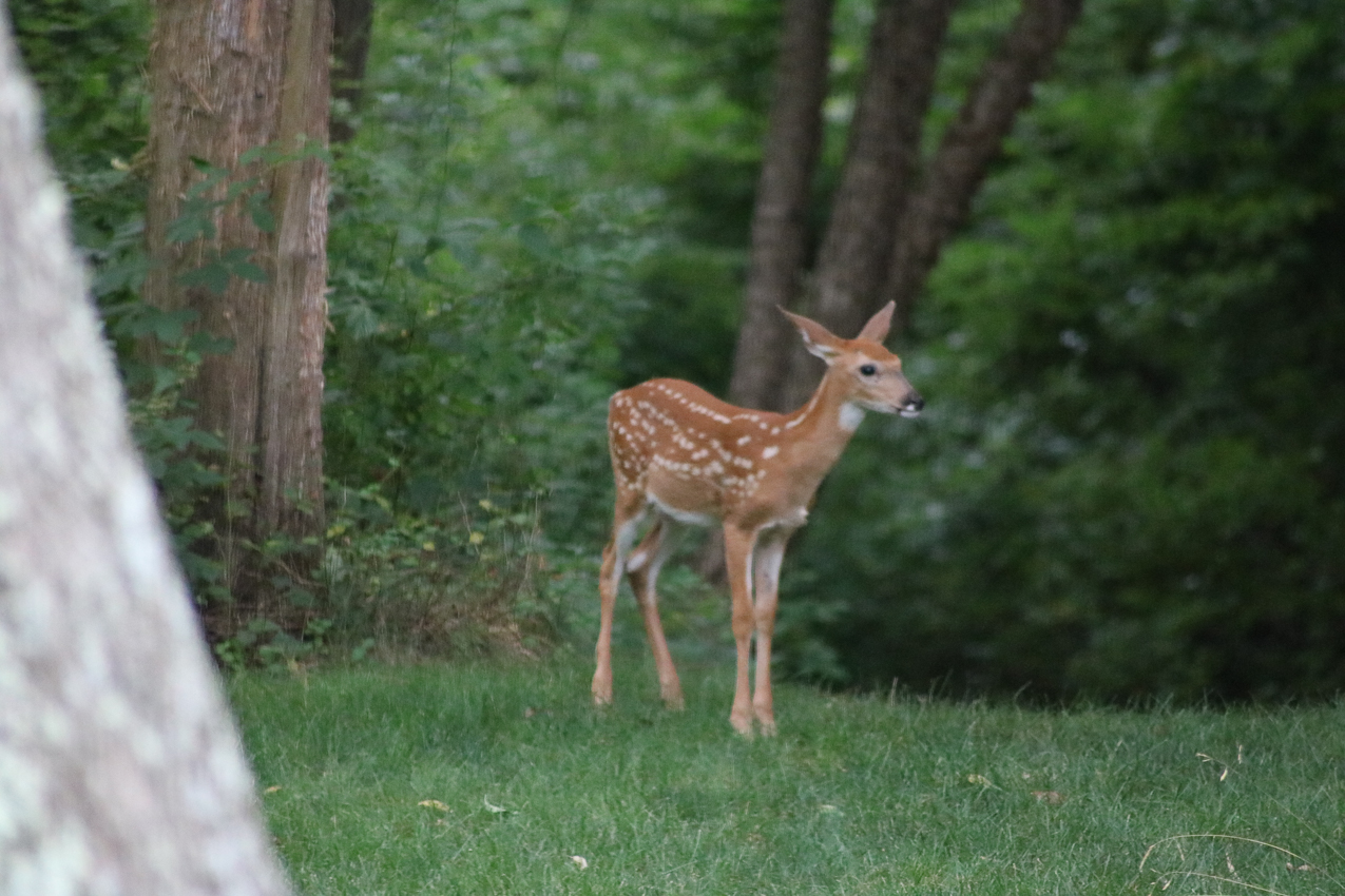 those cute little buggers can really eat hosta and spec plants!!!!  ~~  